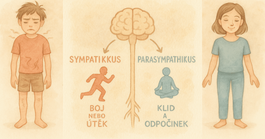 nervovy_system_stres_vs._klid