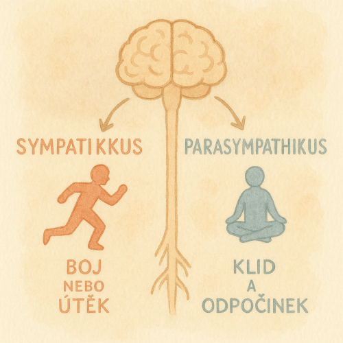 03_nervovy_system_sympatikus_a_parasympatikus
