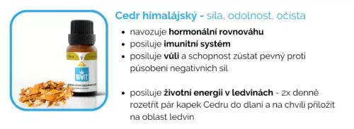 cedr himalajský